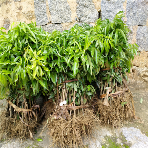 东莞荔枝苗基地，深圳荔枝苗，广东果树苗 