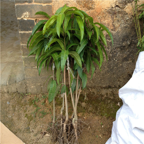 广东芒果苗价格，广东澳芒果苗，惠州澳芒果苗 