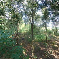 南京榉树基地，南京榉树，销售榉树 