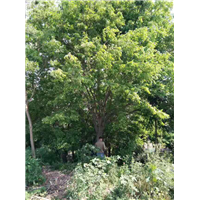 江苏榉树，句容榉树，江苏榉树基地 