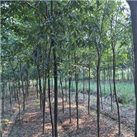 榉树种子价格，山东榉树批发，山东榉树 