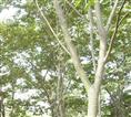 榉树/榉树木价格/榉树/榉树价格 