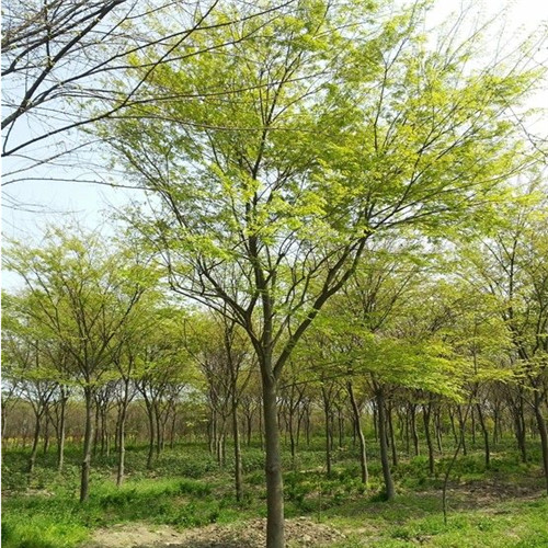河北榉树基地，河北榉树价格，河北榉树 