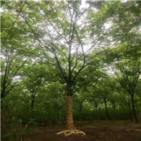贵州榉树批发，贵州榉树价格，贵州绿化树 