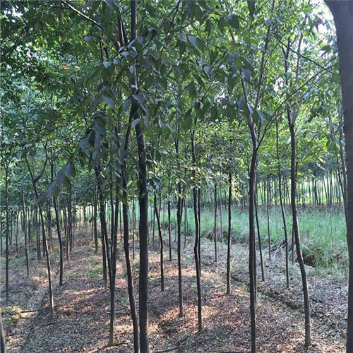 榉树种子价格，山东榉树批发，山东榉树 