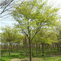 河北榉树基地，河北榉树价格，河北榉树 