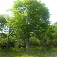 江苏榉树基地/句容榉树/句容榉树 