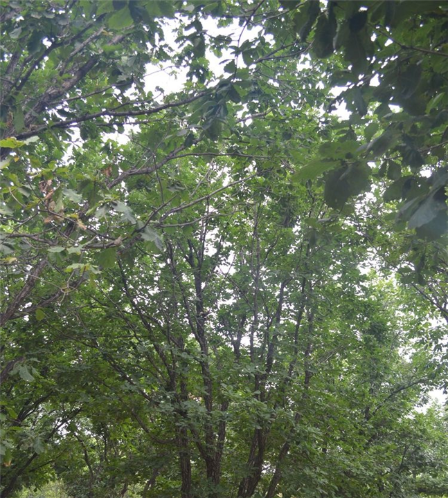 河北廊坊马路丛生白桦多少钱一株