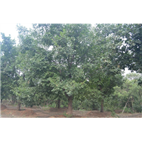 河北丛生蒙古栎价格基地直销批发价格好