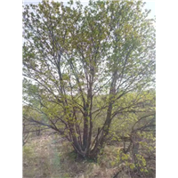 河北围场蒙古栎供应基地价格低质量不错