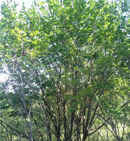河北单株蒙古栎批发直销基地行情价格