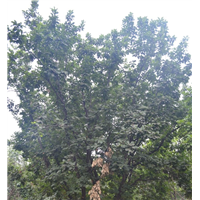 河北单株蒙古栎苗价格需要大量蒙古栎苗