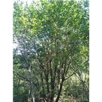 河北蒙古栎批发基地大量供应上市价格好
