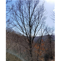 河北唐山马路樟子松哪家品质好