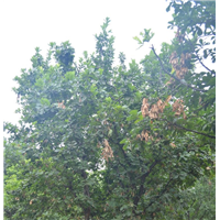 河北供应批发蒙古栎苗围场蒙古栎苗价格