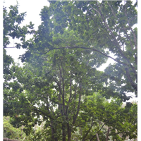 河北丛生蒙古栎苗种植基地围场基地电话