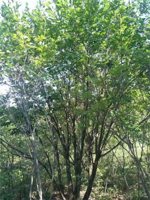 河北唐山园林油松供应联系电话是多少