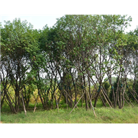 河北公园丛生蒙古栎基地位置在哪