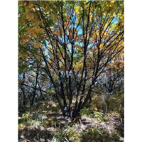 河北邯郸公园丛生白桦出售基地在哪里
