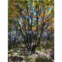 河北蒙古栎基地批发零售蒙古栎价格好