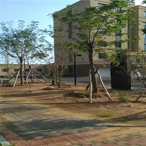 园林植物冬防六大误区