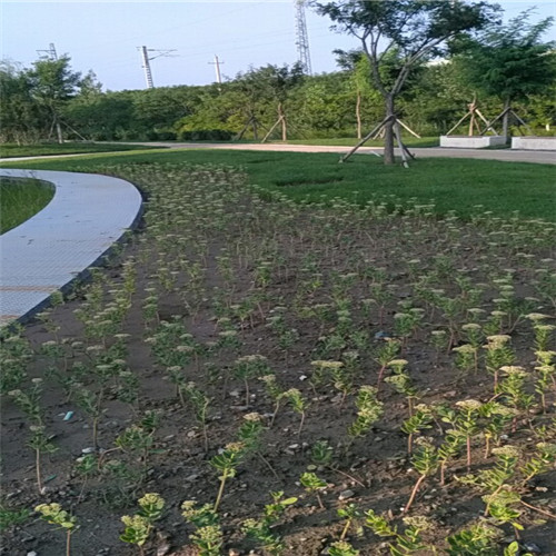 冬季园林植物养护方法