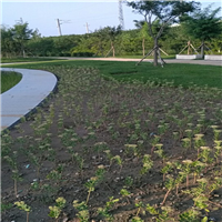 冬季园林植物养护方法