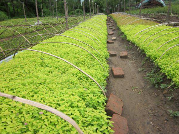 东北金山绣线菊、东北金山绣线菊种植基地 