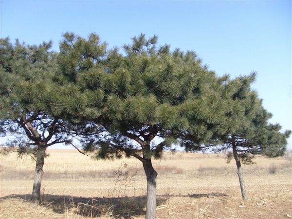 东北平顶松/东北平顶松供应商/开原平顶松 