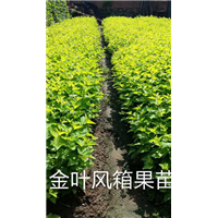 东北辽宁金叶风箱果|辽宁金叶风箱果供应商 