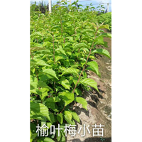 榆叶梅—东北榆叶梅|东北优质花灌木 