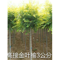 辽宁铁岭金叶榆种植基地