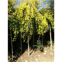 供应东北金叶垂榆@东北金叶垂榆种植基地 