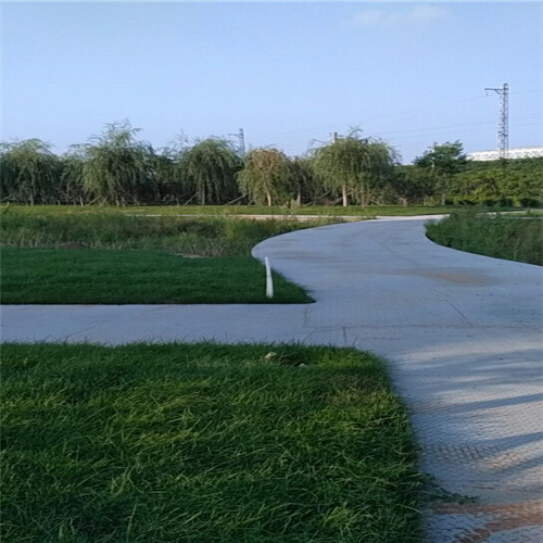 中央树杆型苗木快速培养方式