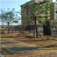 园林植物冬防六大误区