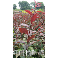 辽宁红叶榆叶梅@辽宁开原红叶榆叶梅基地 