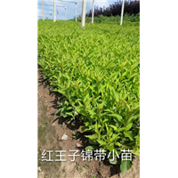 出售大量东北辽宁地区红王子锦带小苗 