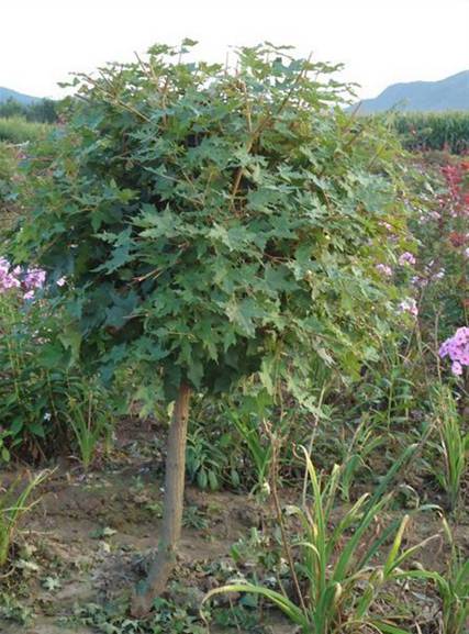供应五角枫球 东北绿化苗木基地 