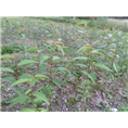 福建山樱花2-屏南福兴苗木合作社