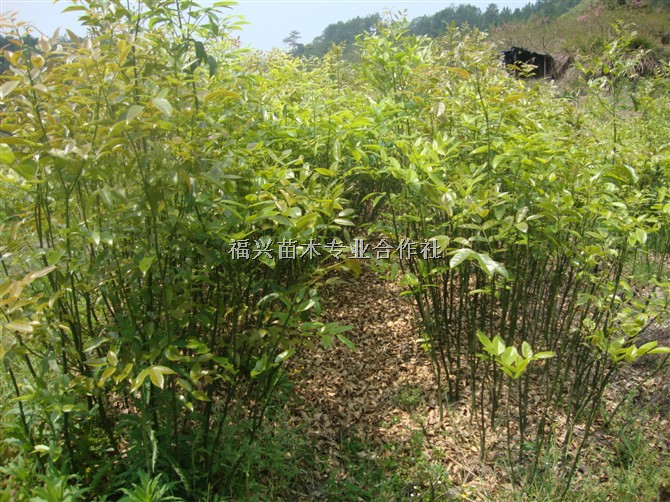 鄂西红豆树-屏南福兴苗木合作社 