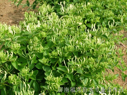 四季树形金银花10 