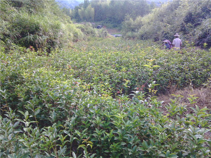 福建丹桂-福兴苗木专业合作社 