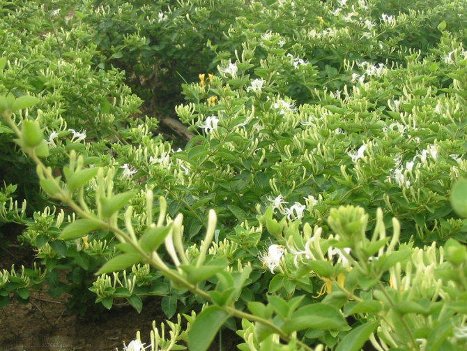 四季树形金银花7