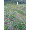 福建山樱花3-屏南福兴苗木合作社 