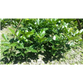鄂西红豆树-屏南福兴苗木合作社 