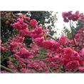 福建山樱花9-屏南福兴苗木合