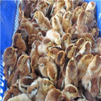 广西狮头鹅苗