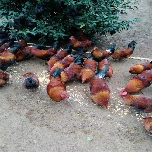 广西小鸡苗多少钱一只