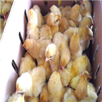 广西鸡苗精品