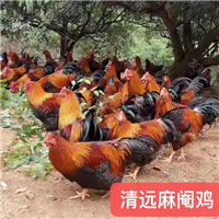 小鸡苗批发详细地址